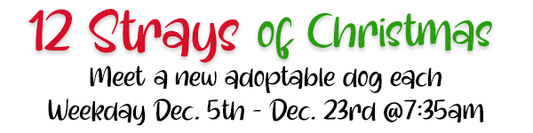 12 Strays of Christmas banner